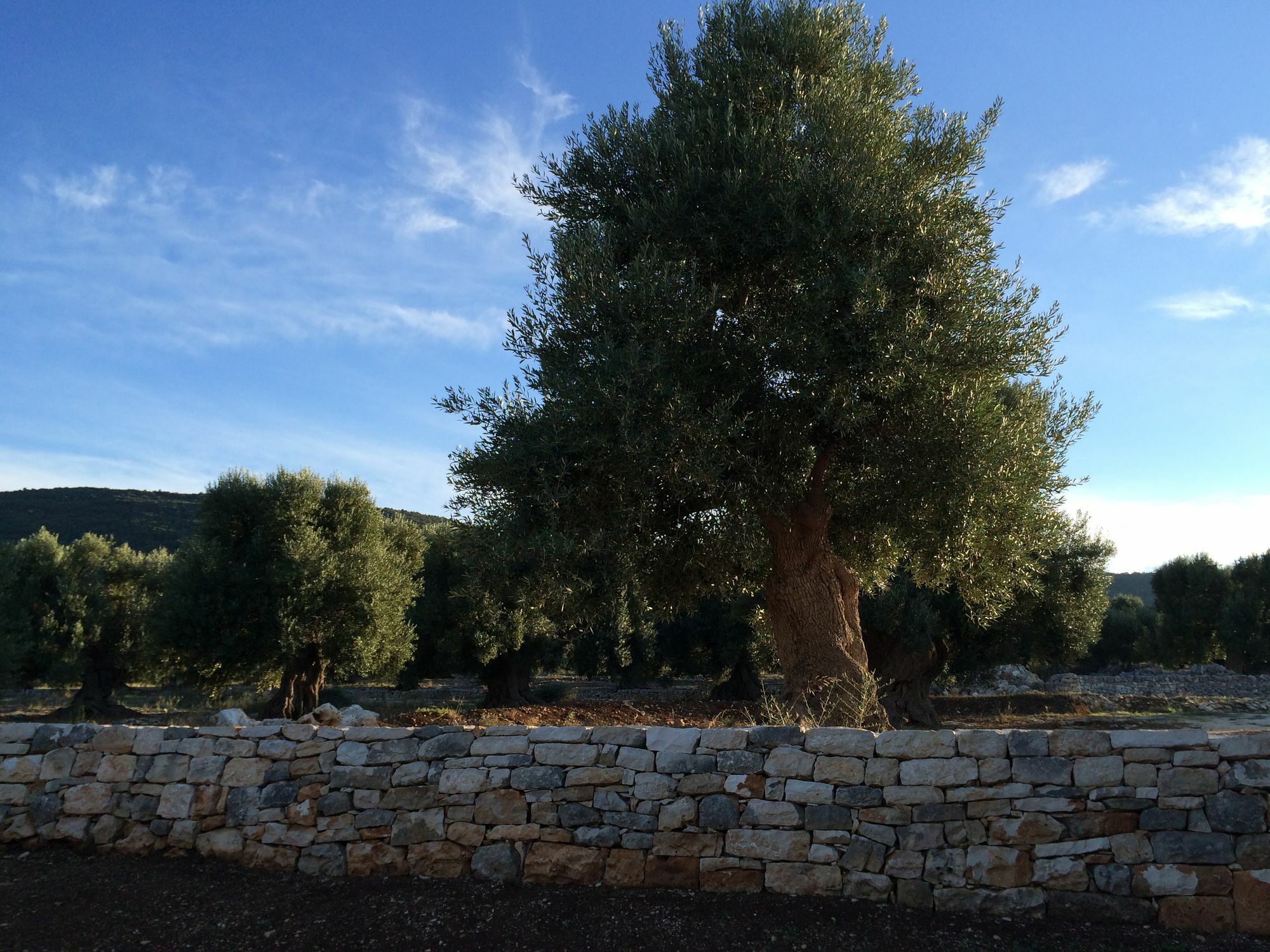 Masseria Capece 佩兹迪格雷科 外观 照片